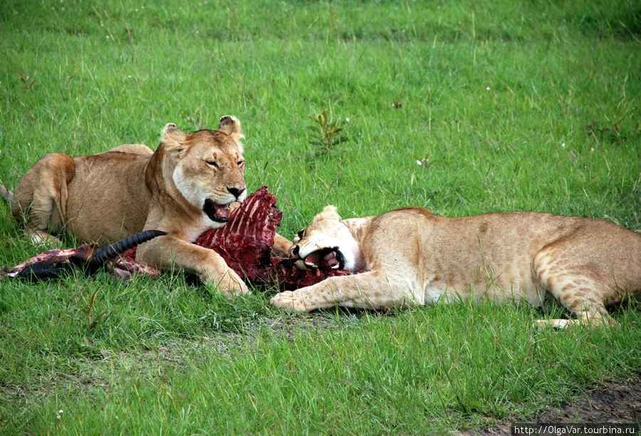 Кто ж не любит косточки погрызть... Масаи-Мара Национальный Парк, Кения