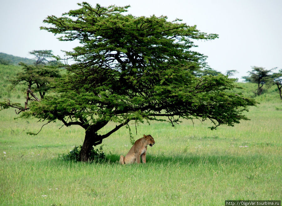 Если кусты далеко, надо укрыться под деревом Масаи-Мара Национальный Парк, Кения