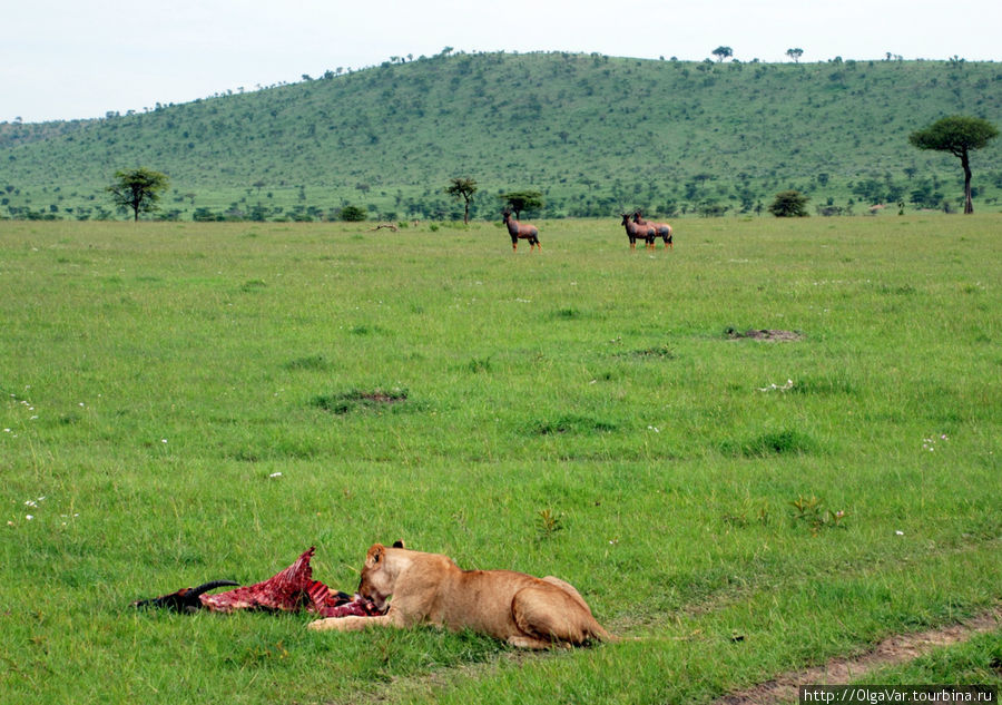 Кто будет следующий Масаи-Мара Национальный Парк, Кения