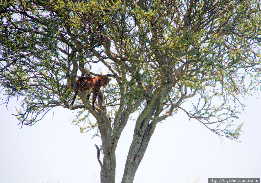 Сложнее всего найти леопарда... Масаи-Мара Национальный Парк, Кения