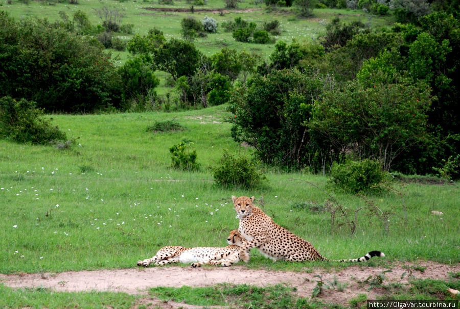 Охраняя покой подруги... Масаи-Мара Национальный Парк, Кения
