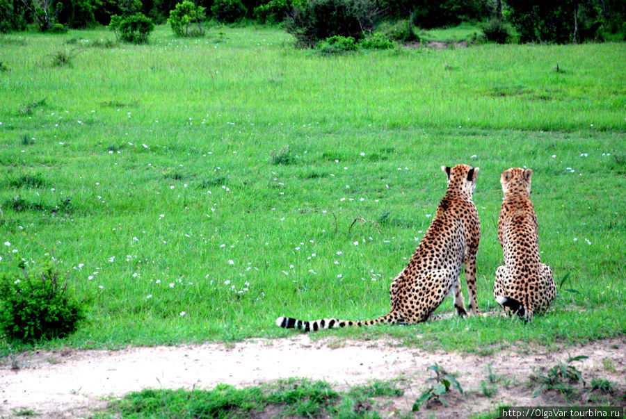 Парочка влюбленных. Какая грациозность! Масаи-Мара Национальный Парк, Кения