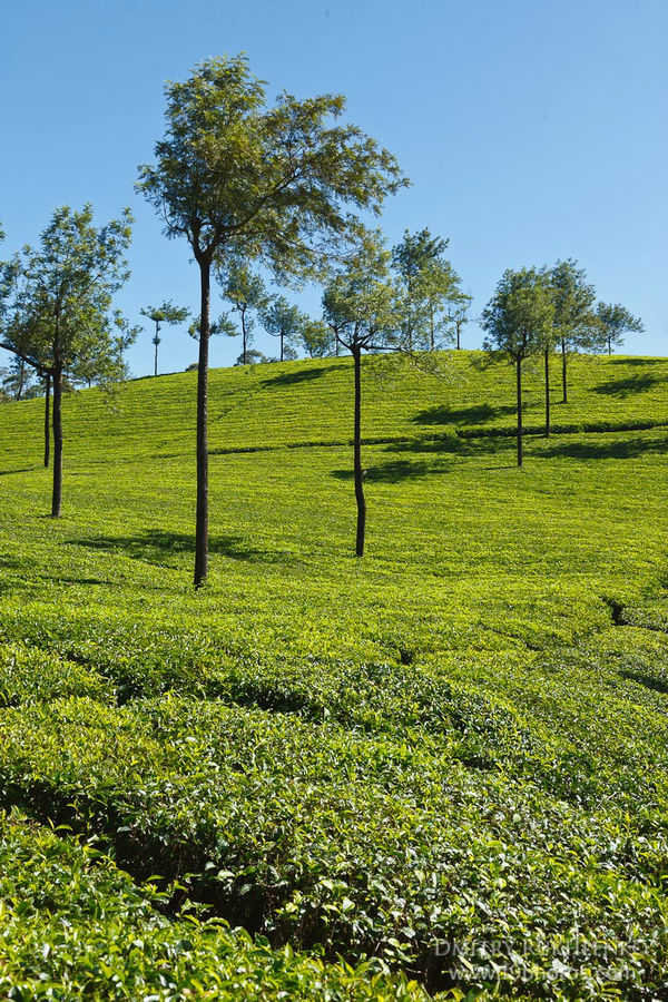 Великолепные чайные плантации Муннар, ч.2 (Южная Индия 2010) Муннар, Индия