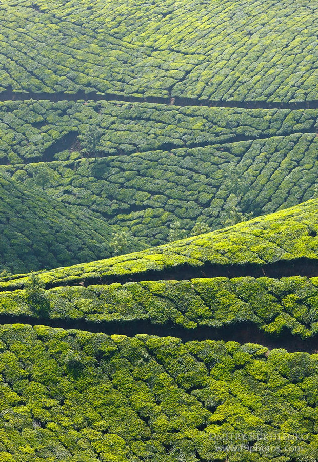 Великолепные чайные плантации Муннар, ч.2 (Южная Индия 2010) Муннар, Индия