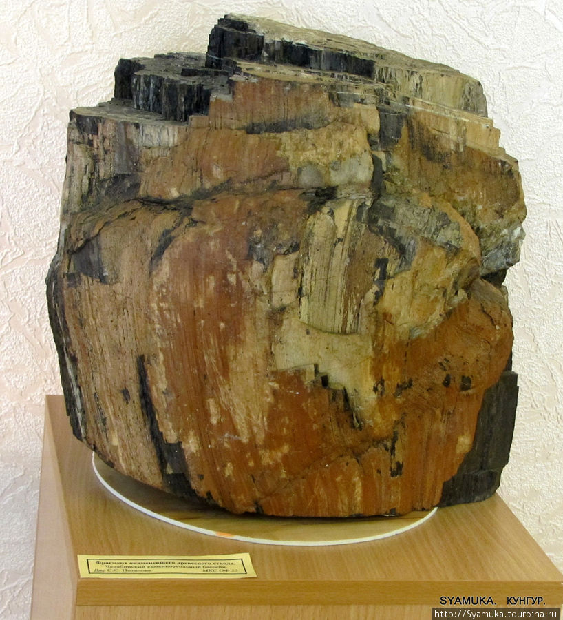 Фрагмент окаменевшего древесного ствола. Челябинский каменноугольный бассейн. Кунгур, Россия