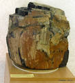 Фрагмент окаменевшего древесного ствола. Челябинский каменноугольный бассейн.