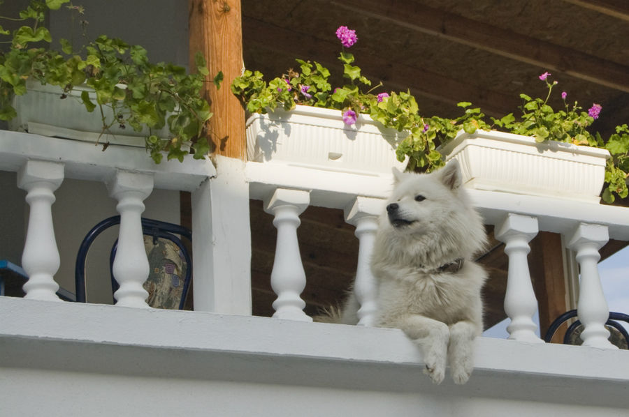 Единственная встретившаяся в городе собака оказалась загнанной на балкон. Созополь, Болгария