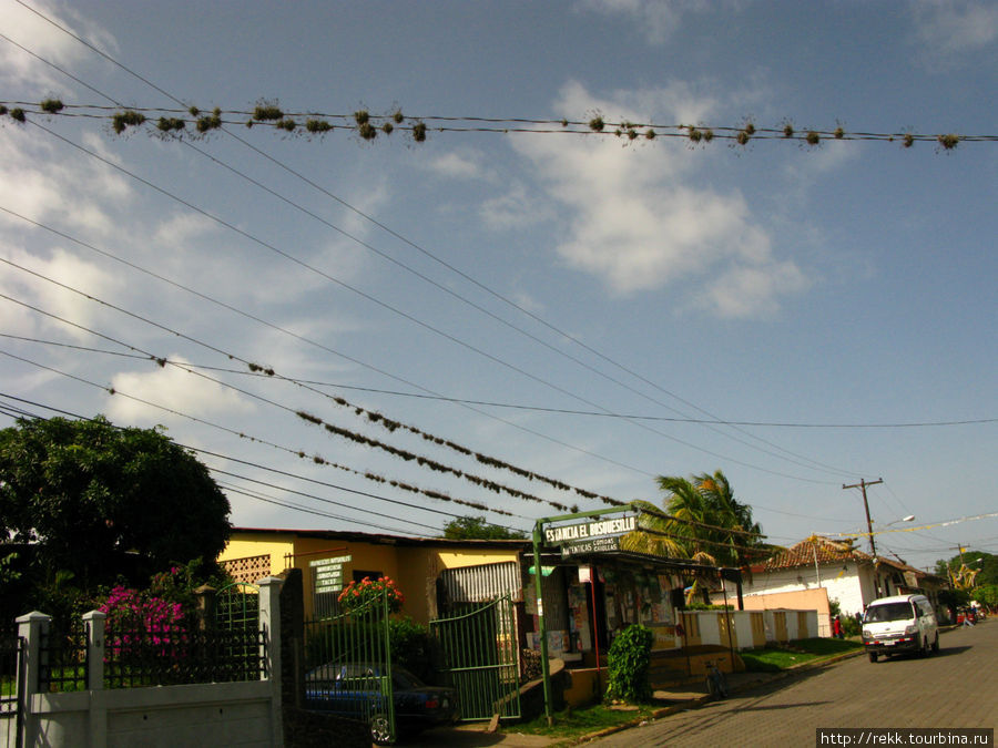 Птичьи гнёзда на проводах Никарагуа