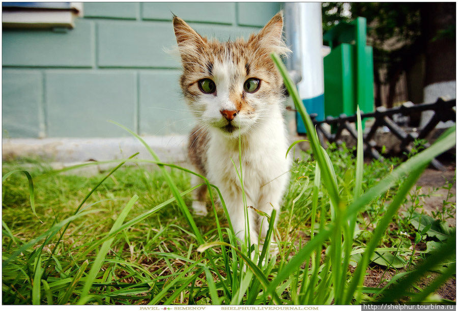 Раскосый КотЭ Орёл, Россия