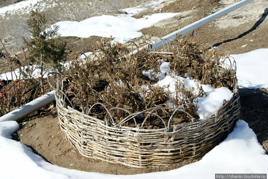 Клумба на снегу Ашхабад, Туркмения