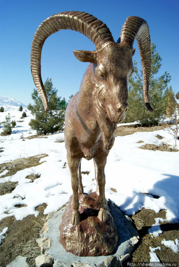 Горный козел у тропы здоровья Ашхабад, Туркмения