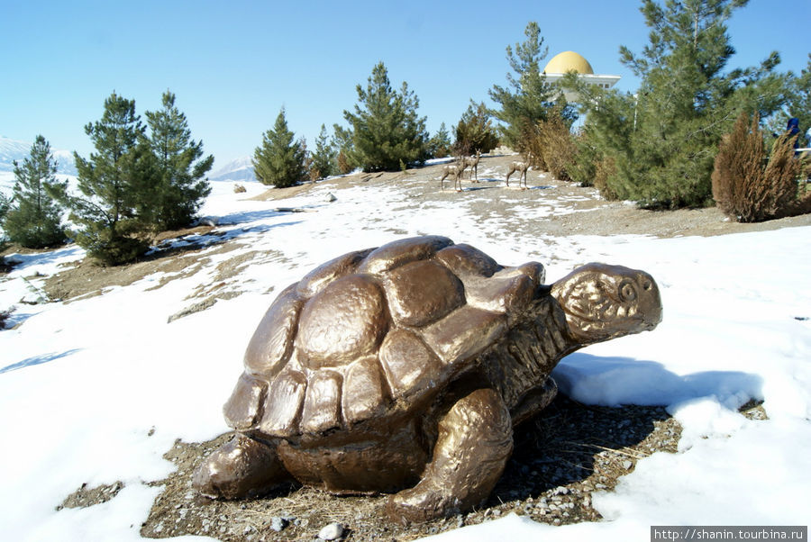 Черепаха на снегу Ашхабад, Туркмения