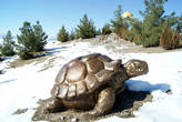 Черепаха на снегу