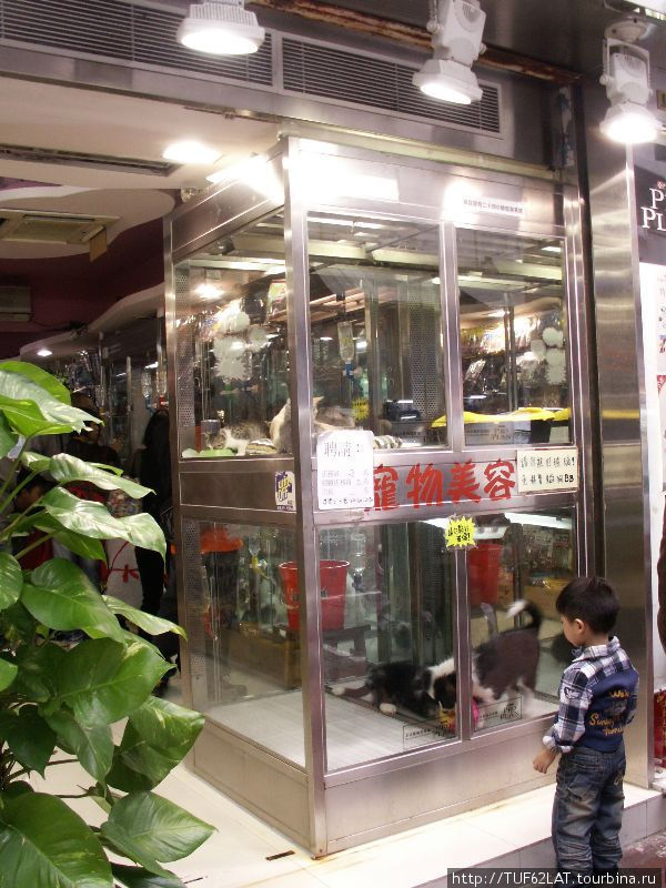 В продаже собаки.Содержание собак в гонконге очень дорогое удовольствие.Если с собакой проживают выше третьего этажа,то приходиться делать операцию собаке на голосовые связки. Коулун, Гонконг