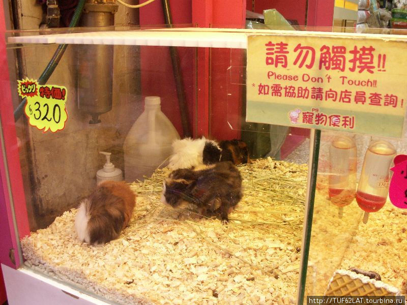 Морские свинки Коулун, Гонконг