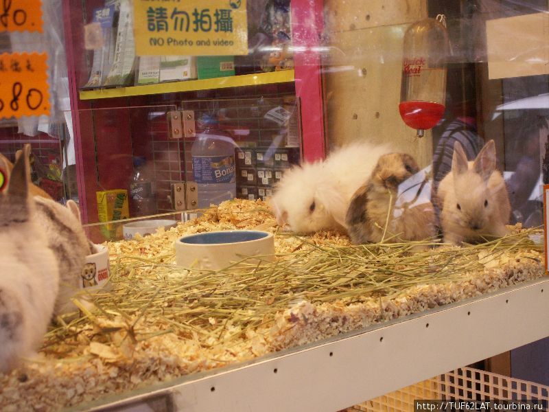 Ангорские кролики Коулун, Гонконг