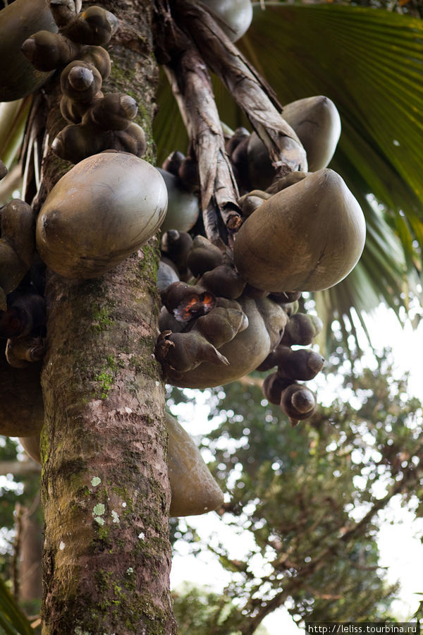Женские плоды пальмы. Канди, Шри-Ланка