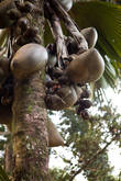 Женские плоды пальмы.