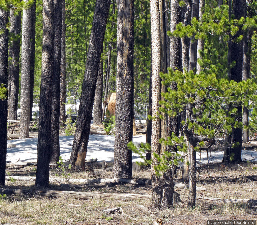 Национальный лес Тарги Карибу-Тарги Национальный Лес, CША
