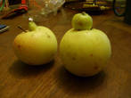 Вот такие плоды (яблоки) растут в Латвии