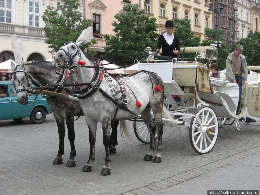 Лошади города Кракова Краков, Польша