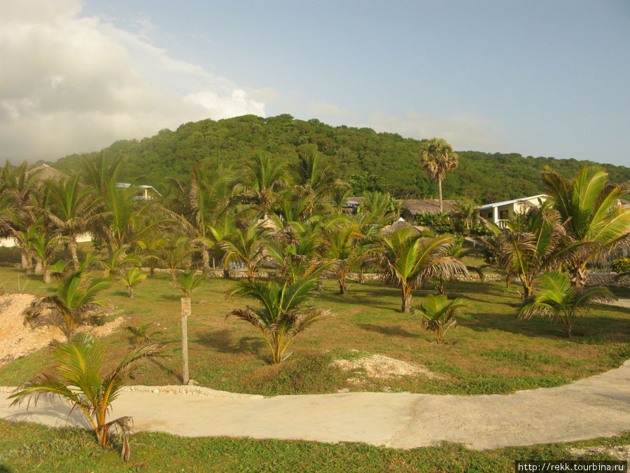 Когда эти пальмы вырастут будет совсем загляденье Доминиканская Республика