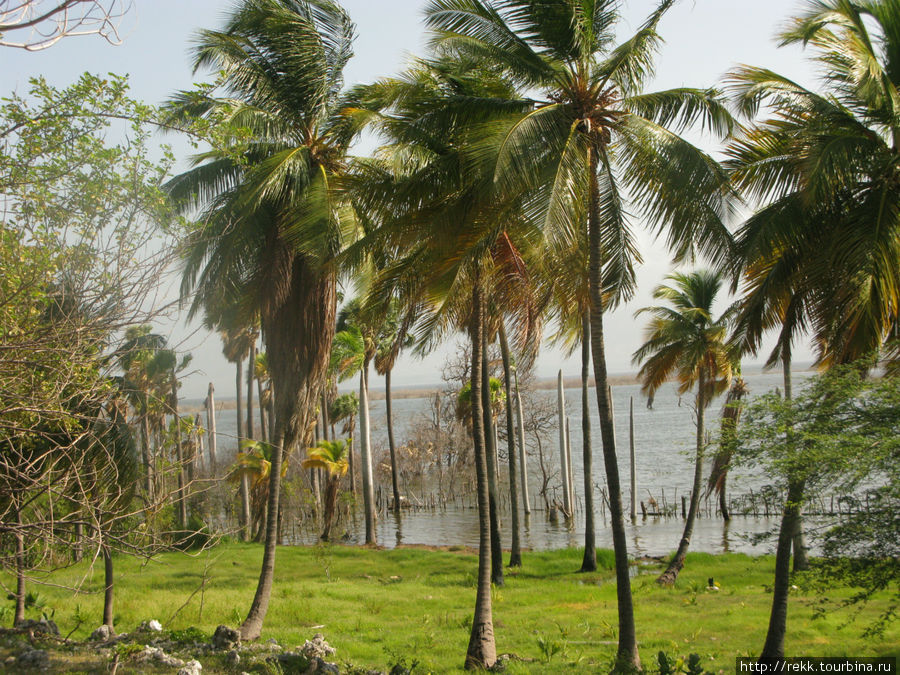Дорога к Гаити идет вдоль соленого озера, в котором мало кто живет и растут какие-то сухие деревья. Можно нанять лодочку и проплыть на остров, где живут крокодилы и ящерицы, но скорее скорпион Вас укусит Доминиканская Республика