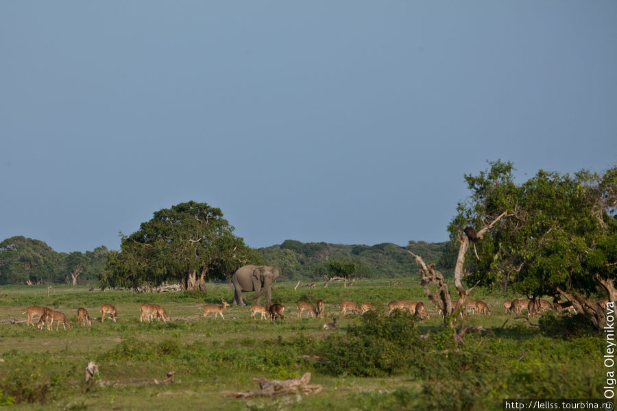 Погоня за леопардом (Шри Ланка, Национальный Парк Яла) Национальный парк Яла, Шри-Ланка