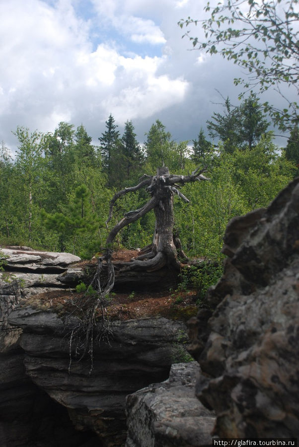 Причудливые формы деревьев. Пермь, Россия