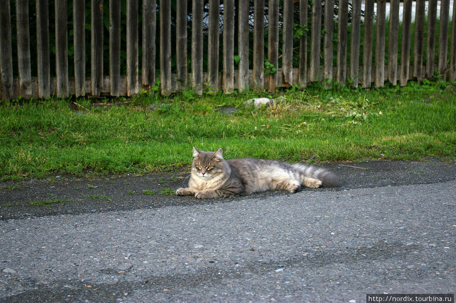 Хозяин деревенской улицы кот Барон. Манжерок, Россия