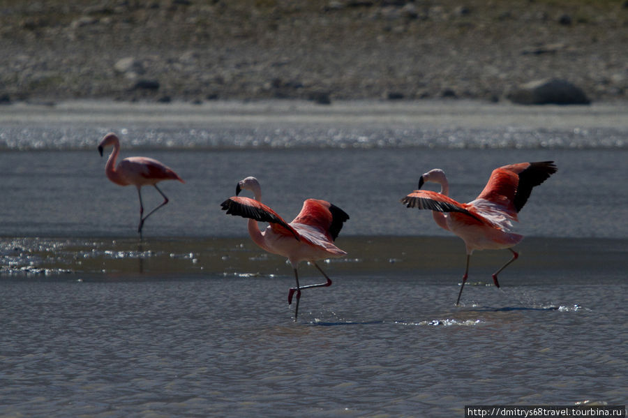 Торрес-дель-Пайн - горы, фламинго, гуанако. Национальный парк Торрес-дель-Пайне, Чили