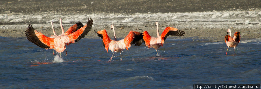Торрес-дель-Пайн - горы, фламинго, гуанако. Национальный парк Торрес-дель-Пайне, Чили