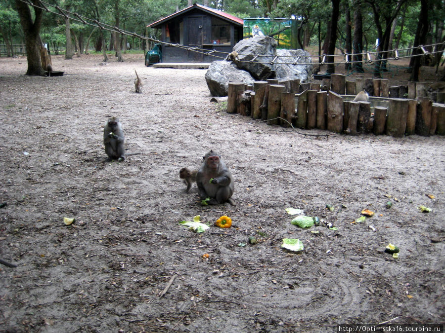 Парк, где много  обезьян и не только... Англет, Франция