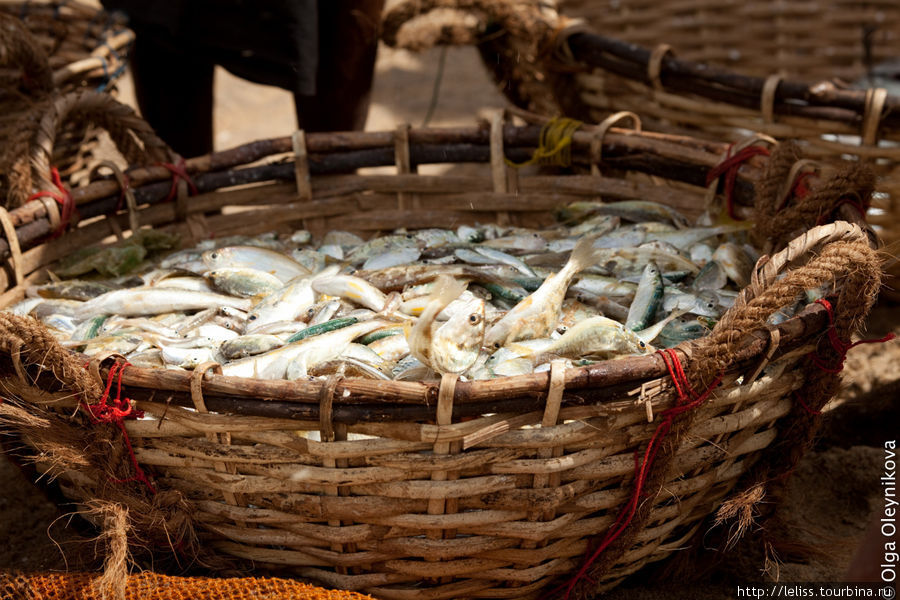 О рыболовстве на острове Цейлон (фоторепортаж) Маравилла, Шри-Ланка