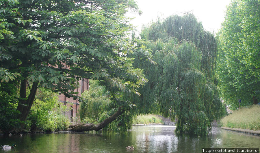 Согласно преданию, пара, которая поцелуется, проплывая под этим деревом, никогда не расстанется Гент, Бельгия