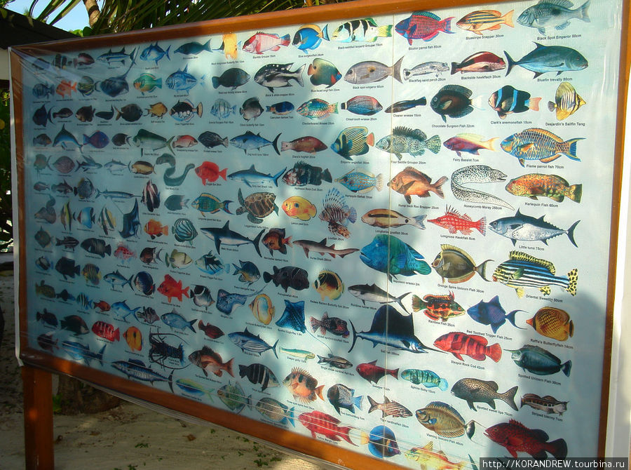 Рыбы на мальдивах фото с названиями и описанием