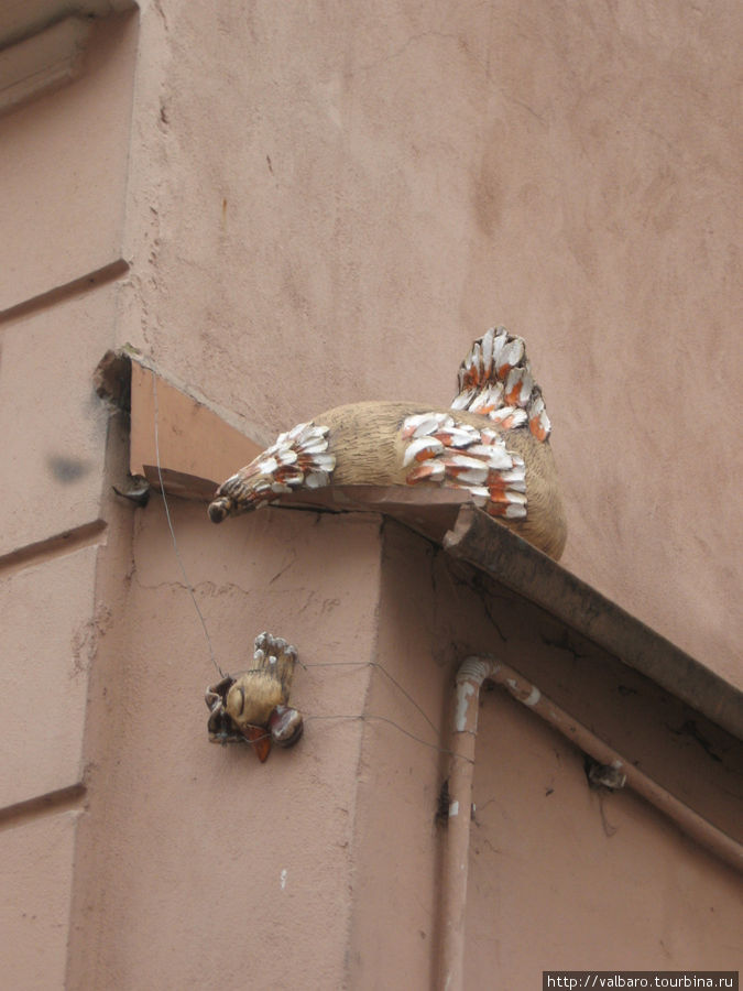 Несчастная курица с отрубленной головой. Торунь, Польша