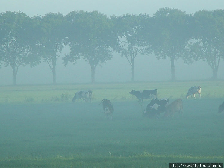 Коровы в Эдаме Эдам, Нидерланды