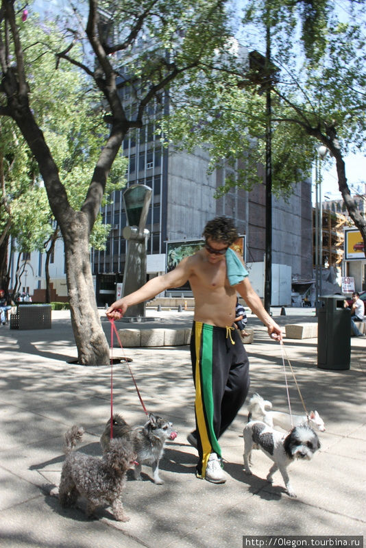 Выгул собак Мексика