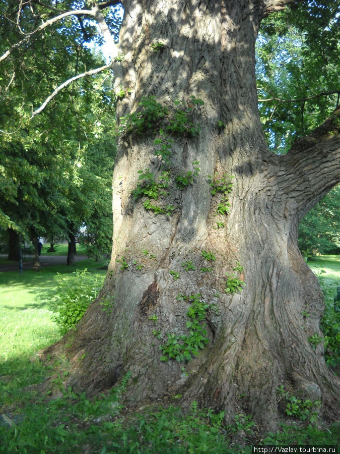 Монументальное деревце Хейнола, Финляндия