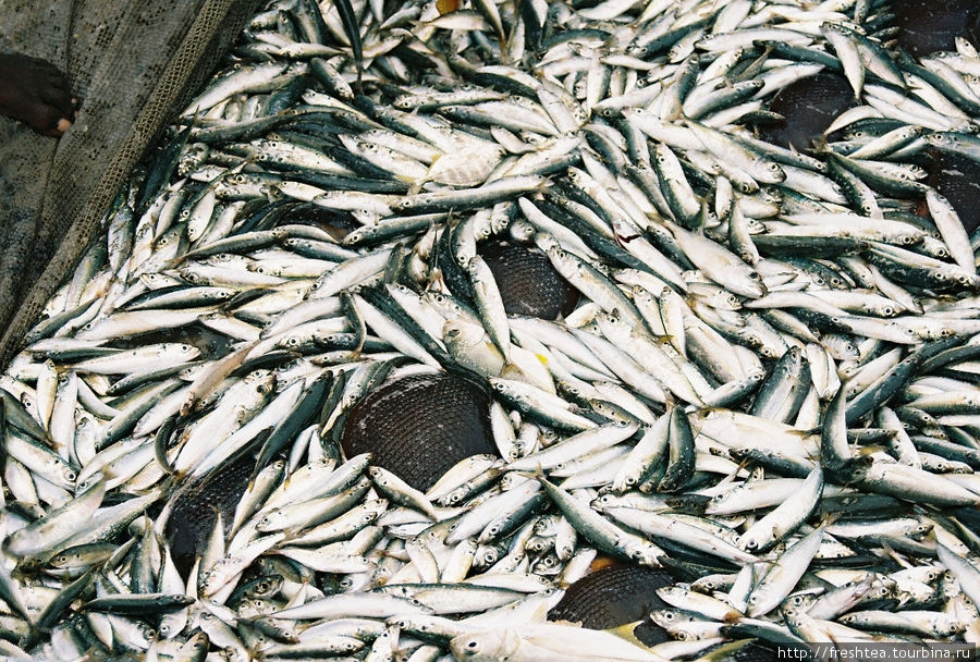 Сардина — рыба для ежедневного меню жителей прибрежных районов Индии. Ее готовят с обилием пряностей в соусе карри или вялят на солнце. Ковалам, Индия