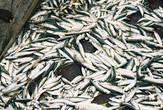 Сардина — рыба для ежедневного меню жителей прибрежных районов Индии. Ее готовят с обилием пряностей в соусе карри или вялят на солнце.