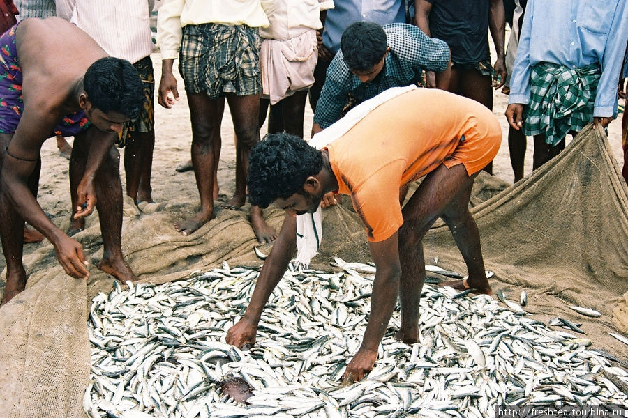 Сортировка рыбы всегда сопровождается замечаниями стоящих вокруг рыбаков... Ковалам, Индия