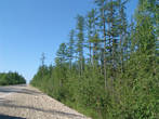 Вдоль трассы из Якутии в Амурскую область растет доисторический лес из хвойных лиственниц и папоротников