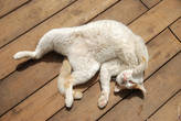 Котики валяются под солнцем – у них сиеста.