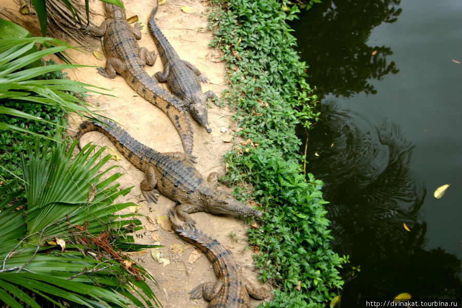 ААА!! Крокодилы..... Куранда, Австралия