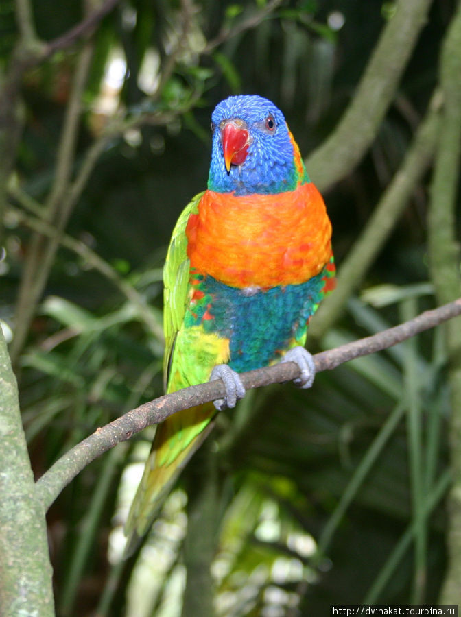 Эти попугаи...очень агрессивные не смотря на их яркую веселую расцветку (проверено на себе) Куранда, Австралия