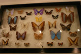 И одна из самых больших коллекций бабочек, думаю мечта любого энтомолога