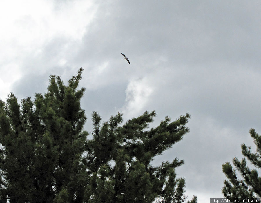 Пеликан над соснами — прикольно. У меня ассоциации — пеликан над манграми Национальный парк Гранд Тетон, CША