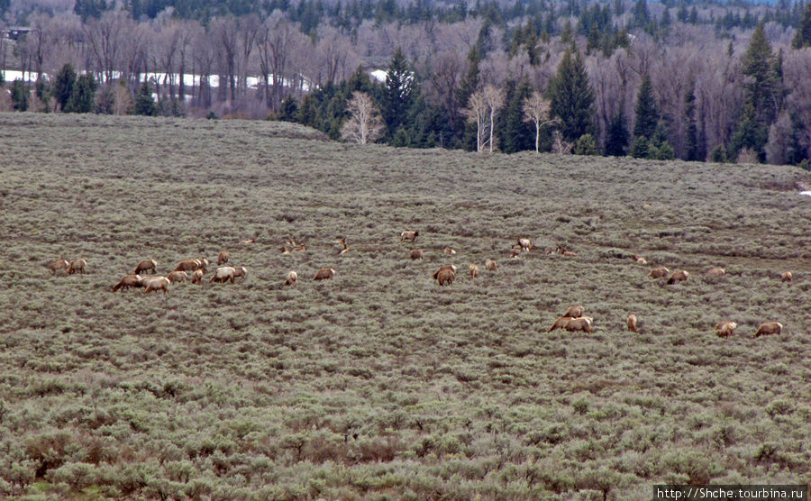 пасутся элки, так здесь называют оленей Национальный парк Гранд Тетон, CША